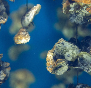 ostréiculture dans la Manche